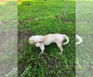 Maltese Dogs for adoption in Sanford, FL, USA