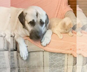 Anatolian Shepherd Dogs for adoption in Higley, AZ, USA