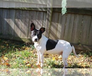 Boston Terrier Dogs for adoption in Jackson, MS, USA