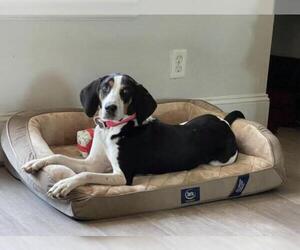 Treeing Walker Coonhound Dogs for adoption in Houston, TX, USA