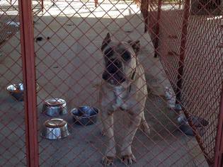Mastiff-Unknown Mix Dogs for adoption in Beckley, WV, USA