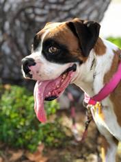 Boxer Dogs for adoption in Alameda, CA, USA