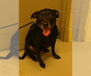 Labrador Retriever-Unknown Mix Dogs for adoption in Sanford, FL, USA