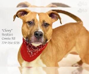 American Staffordshire Terrier-Unknown Mix Dogs for adoption in Newnan, GA, USA