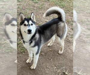 Siberian Husky Dogs for adoption in Riverside, CA, USA