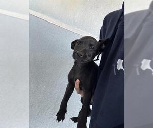 American Pit Bull Terrier Dogs for adoption in Baytown, TX, USA