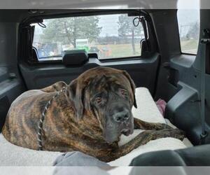 Mastiff Dogs for adoption in Fenton, MO, USA