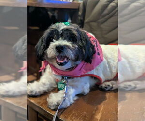 Medium Photo #1 Shih Tzu-Unknown Mix Puppy For Sale in Springdale, PA, USA