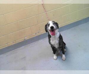 Australian Shepherd-Unknown Mix Dogs for adoption in Tulsa, OK, USA