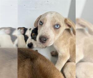 American Pit Bull Terrier-Unknown Mix Dogs for adoption in Houston, TX, USA