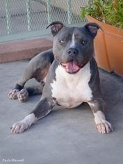 American Staffordshire Terrier-Unknown Mix Dogs for adoption in Los Angeles, CA, USA