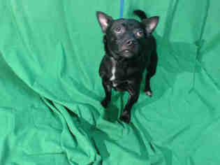 Medium Photo #1 Chi-Corgi Puppy For Sale in Orlando, FL, USA