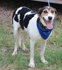Treeing Walker Coonhound Dogs for adoption in Bandera, TX, USA