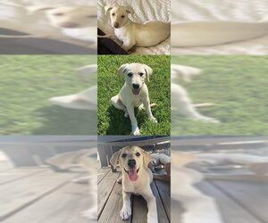 Golden Retriever-Unknown Mix Dogs for adoption in Chantilly, VA, USA