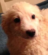 Goldendoodle Dogs for adoption in Benton, AR, USA