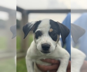 Retriever -Unknown Mix Dogs for adoption in Virginia Beach, VA, USA