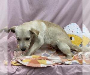 Labrador Retriever-Staffordshire Bull Terrier Mix Dogs for adoption in Modesto, CA, USA
