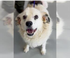 Border Collie-Unknown Mix Dogs for adoption in Temple, TX, USA