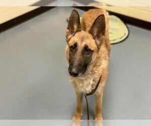 German Shepherd Dog-Unknown Mix Dogs for adoption in Denver, CO, USA
