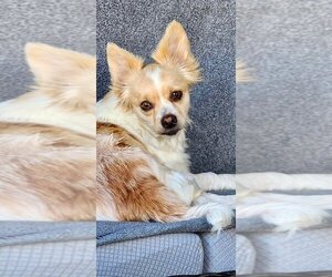 Chiranian Dogs for adoption in Newport Beach, CA, USA