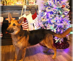 German Shepherd Dog Dogs for adoption in Holly Hill, SC, USA
