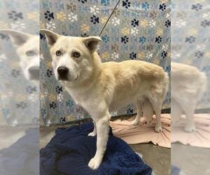 Medium Photo #2 Siberian Husky Puppy For Sale in Rosenberg, TX, USA