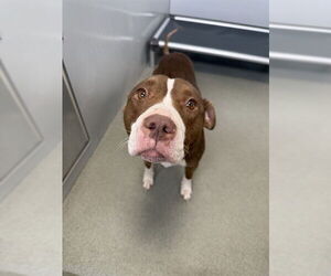 Mutt Dogs for adoption in Fayetteville, NC, USA