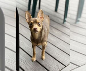 Chihuahua Dogs for adoption in Winter, WI, USA