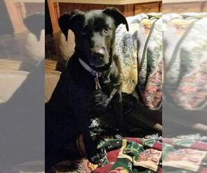 Borador Dogs for adoption in O Fallon, MO, USA