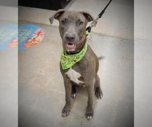 American Pit Bull Terrier-Catahoula Leopard Dog Mix Dogs for adoption in League City, TX, USA