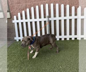 American Pit Bull Terrier Dogs for adoption in Modesto, CA, USA