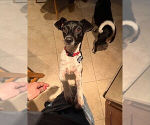 Rat Terrier Dogs for adoption in East Derry, NH, USA