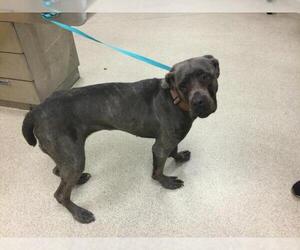 Mutt Dogs for adoption in Riverside, CA, USA