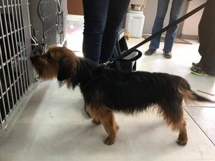 Australian Terrier Dogs for adoption in Freeport, FL, USA