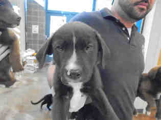 Borador Dogs for adoption in Lacombe, LA, USA