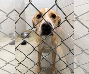 American Pit Bull Terrier-Labrador Retriever Mix Dogs for adoption in Evansville, IN, USA