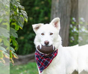 Unknown-white german shepherd Mix Dogs for adoption in Unionville, PA, USA