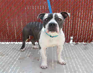 American Pit Bull Terrier-Bulldog Mix Dogs for adoption in Bowling Green, OH, USA