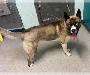 Akita Dogs for adoption in Hanford, CA, USA