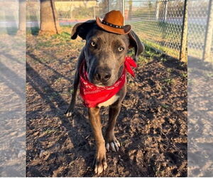 American Staffordshire Terrier-Unknown Mix Dogs for adoption in Lakewood, CO, USA