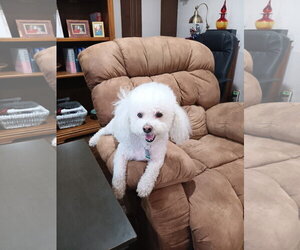 Bichon Frise Dogs for adoption in Fort Worth, TX, USA
