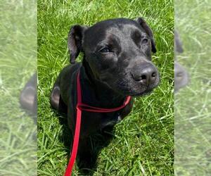 Labrador Retriever Dogs for adoption in Sistersville, WV, USA