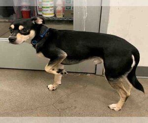 Miniature Pinscher Dogs for adoption in Berkeley , CA, USA