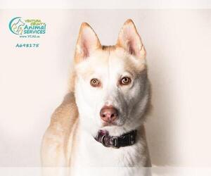 Medium Photo #1 Siberian Husky Puppy For Sale in Camarillo, CA, USA