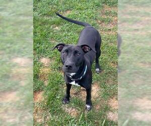 American Pit Bull Terrier-Great Dane Mix Dogs for adoption in Waterford, VA, USA