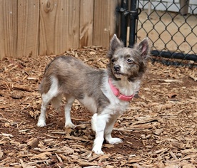 Medium Photo #1 Chiranian Puppy For Sale in Kennesaw, GA, USA