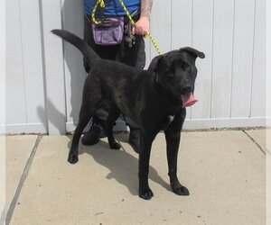 Labrador Retriever Dogs for adoption in Louisville, KY, USA