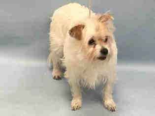 Norfolk Terrier Dogs for adoption in NYC, NY, USA