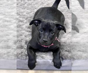 Chiweenie Dogs for adoption in Lake Forest, CA, USA