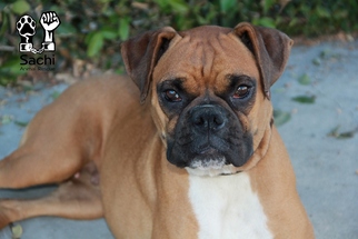 Medium Photo #1 Boxer Puppy For Sale in Los Angeles, CA, USA